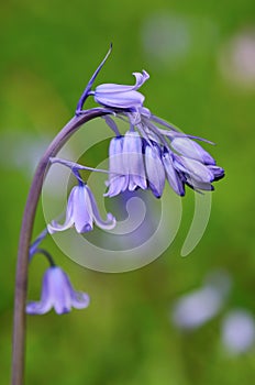 Bluebell Hyacinthoides hispanica