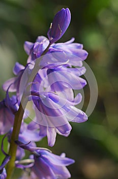 Bluebell Hyacinthoides hispanica