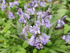 Bluebell (Hyacinthoides massartiana Geerinck)