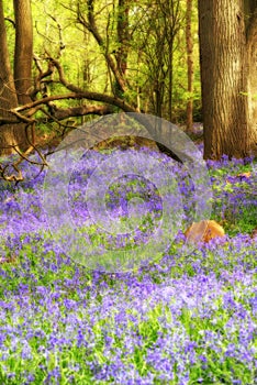 Carpet of Bluebells (Hyacinthoides non-script)  in sunny woodland scene. photo