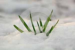 Bluebell (Hyacinthoides non-scripta) emerging through snow