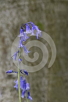 Bluebell photo