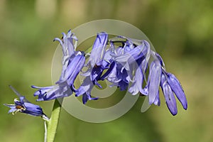 Bluebell photo