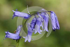 Bluebell photo
