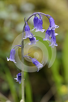 Bluebell photo