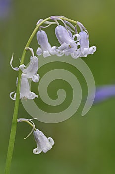 Bluebell photo
