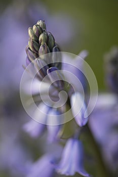 Bluebell Macro