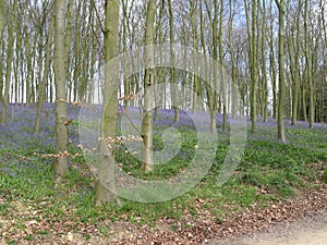 Bluebell plants in a wooded area with trees