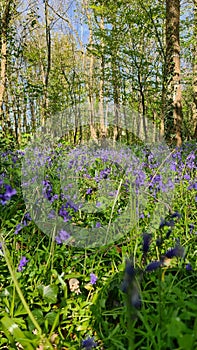 Bluebell, purple bell forest flowers