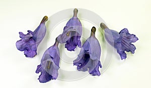 bluebell purple violet jacaranda flowers close up isolated on white.