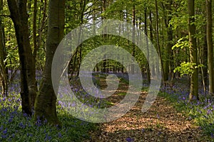 Bluebell road in the woodland