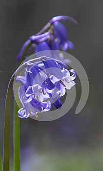 Bluebell in Spring - Kingswood