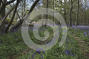 The bluebell trail
