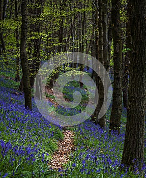 Bluebell trail at Margam woods
