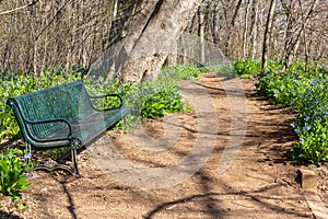 Bluebell Trail at Riverbend Park in Great Falls Virginia