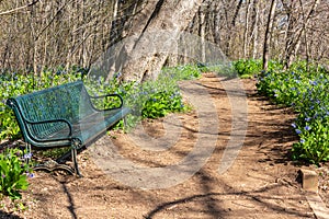 Bluebell Trail at Riverbend Park in Great Falls Virginia photo