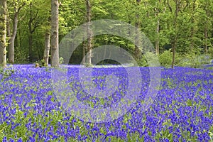 Bluebell view