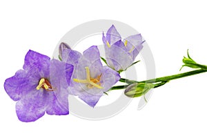 Bluebell on the white background. Close-Up