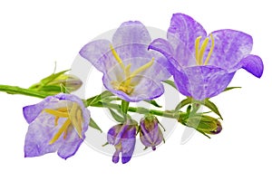 Bluebell on the white background. Close-Up