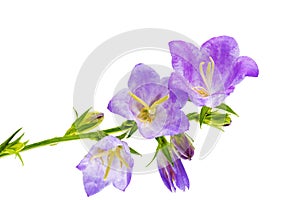 Bluebell on the white background. Close-Up