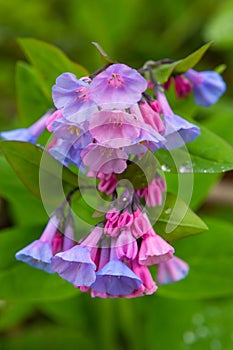 Bluebell Wildflowers Mertensia Virginica in Spring