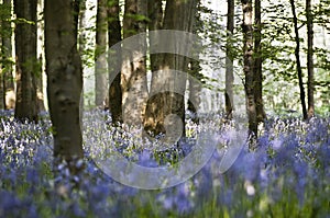 Bluebell wood