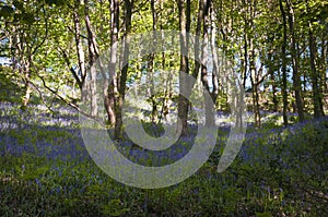 Bluebell wood