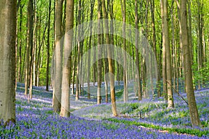 Bluebell wood