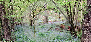 Bluebell Wood 3