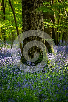 A bluebell wood in rural Sussex, with a shallow depth of field