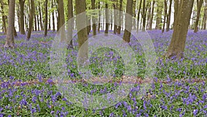 Bluebell Wood in springtime