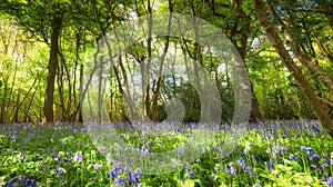 Bluebell Wood In Springtime photo