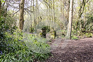 Bluebell Wood - Wirral Country Park