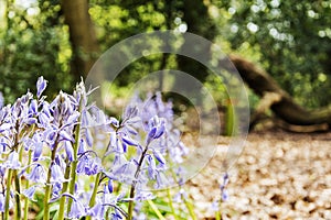 Bluebell Wood - Wirral Country Park