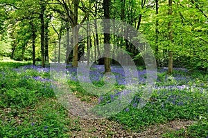 Bluebell Woodland photo