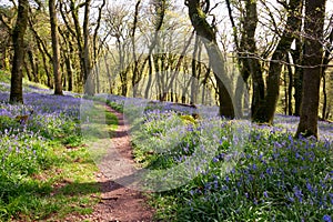 Bluebell woodland