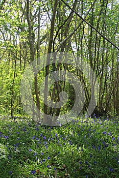 Bluebell Woodland - Somerset, UK