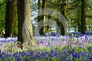 Bluebell woodlands in an ancient English woodland.