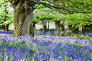 Bluebell woodlands in an ancient English woodland.