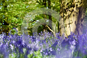 Bluebell woodlands in an ancient English woodland.