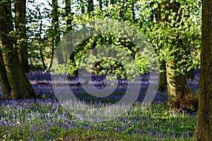 Bluebell woodlands in an ancient English woodland.