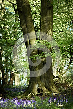 Bluebell woodlands in an ancient English woodland.