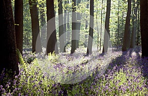 Bluebell woods