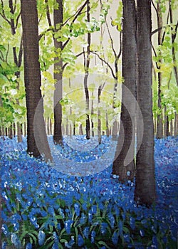Bluebell woods photo