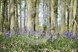 Bluebell woods ashridge hertfordshire uk