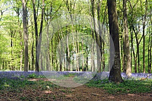 BLUEBELL WOODS photo