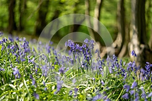 Bluebell Woods close up low level image Panorama Purple Blue and Green Flowers
