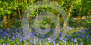 Bluebell Woods close up low level image Panorama Purple Blue and Green Flowers