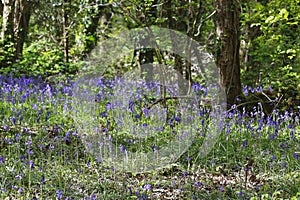 BLUEBELL WOODS IN ENGLAND WARLEIGH POINT PLYMOUTH