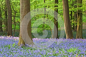 Bluebell woods in spring